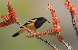 Scott's Oriole